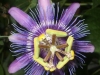 passiflora-amethystina-hybride-081012_2