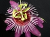 passiflora-anastasia-070829_2