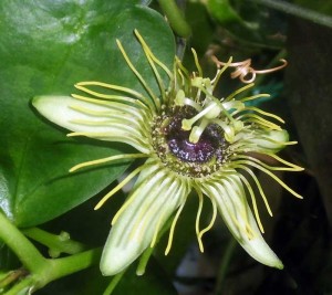 Passiflora 'Mantega' erreicht im Passiflora-Sommer 2015 Platz 3 unter den Blühwundern.