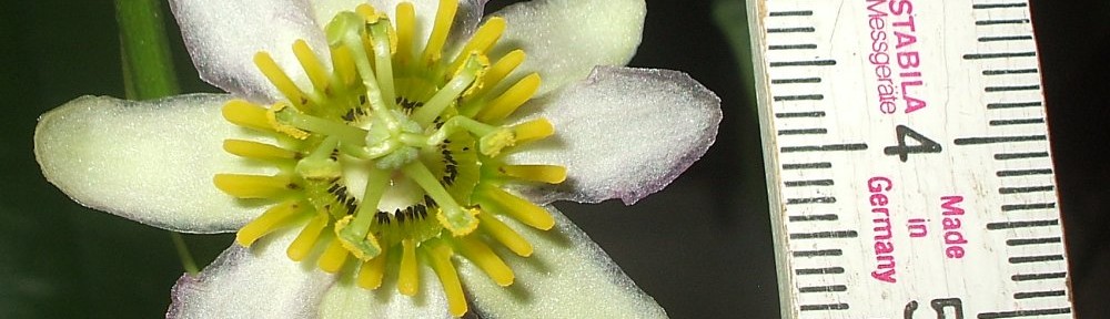 Passiflora decaloba spec. Costa Rica
