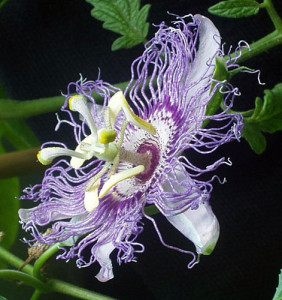 Der Wirkstoff von Passiflora gegen Stress wird aus dem Laub der Passiflora incarnata gewonnen.