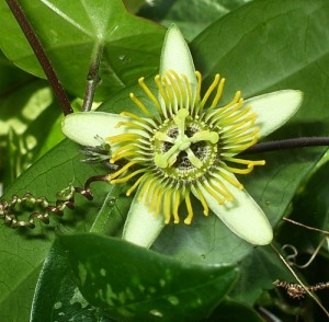 Passiflora 'Albert' blüht