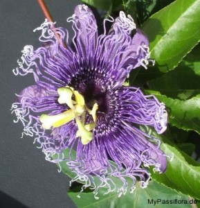 Passiflora Byron Beauty Hybride