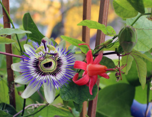Passiflora Sommer: Passiflora caerulea und Passiflora murucuja bilden einen schönen Farbkontrast.