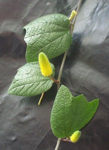 Passiflora citrina Knospen