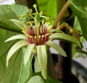 Passiflora decaloba Hybride mit komplexer Kreuzungsformel