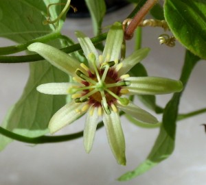 Passiflora decaloba Hybride mit komplexer Kreuzungsformel
