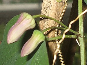Passiflora 'Flyiing V' hat viele Knospen!