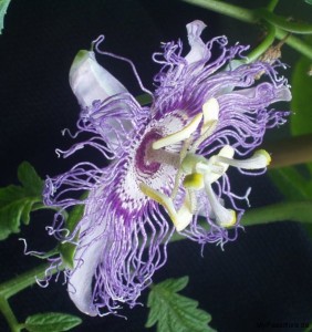 Passionsblume Wirkung - Passiflora incarnata