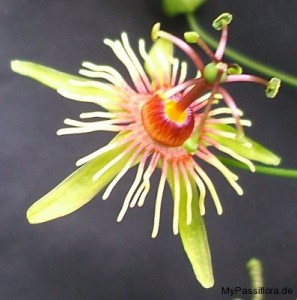 Passiflora jorullensis