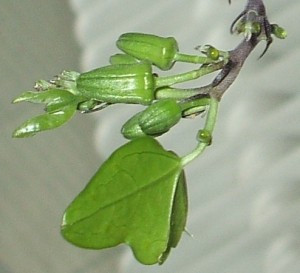 Passiflora 'Manta' Knospen