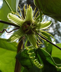 Passiflora 'Mantega' Blüte