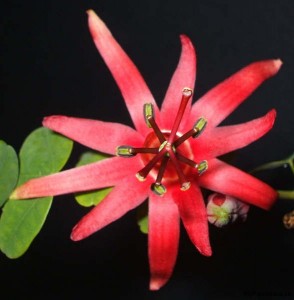 Passiflora murucuja