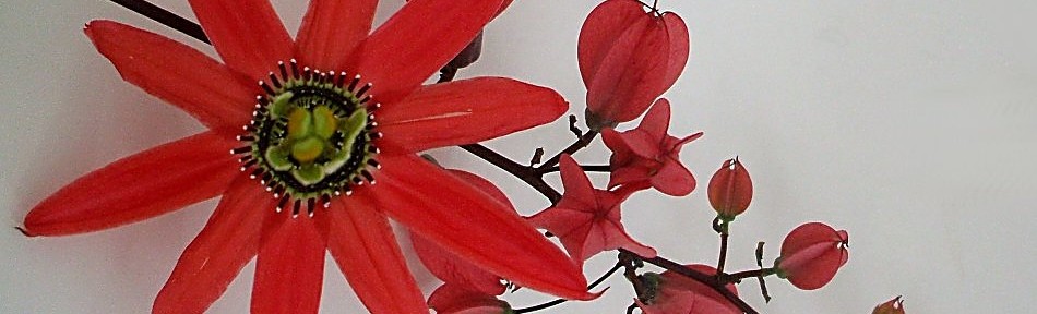 Passiflora racemosa bildet rote Blütentrauben!