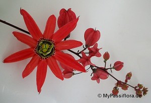 Passiflora racemosa bildet rote Blütentrauben!